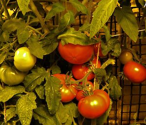 Beefsteak tomatoes on the vine in Casey hydroponics