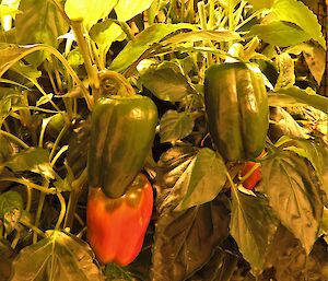 Red and green capsicums in the hydroponics at Casey