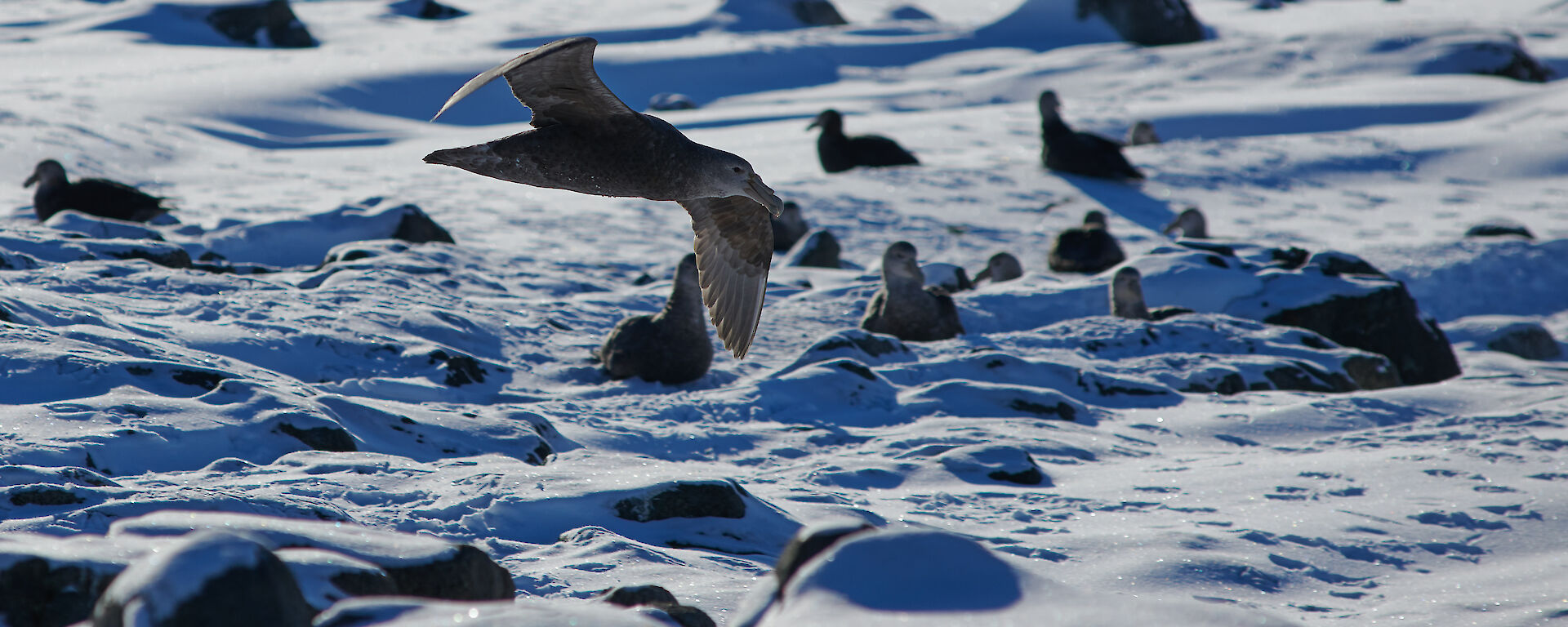 Birds bobbing in the sea