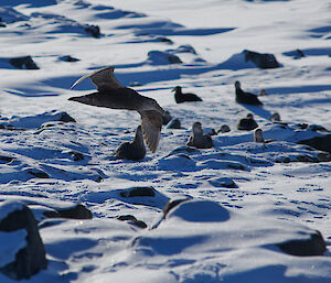 Birds bobbing in the sea