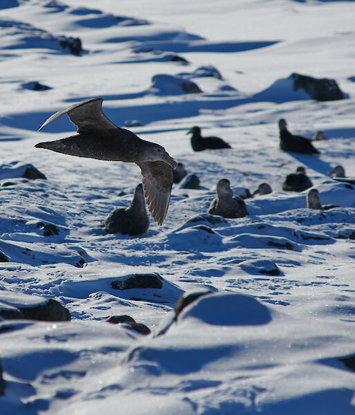 Birds bobbing in the sea