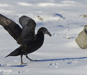 A southern giant petrel on the ice with wings spread
