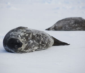 Two Weddell seals lying in the snow