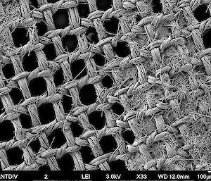 Electron micrograph of silk mesh with plankton