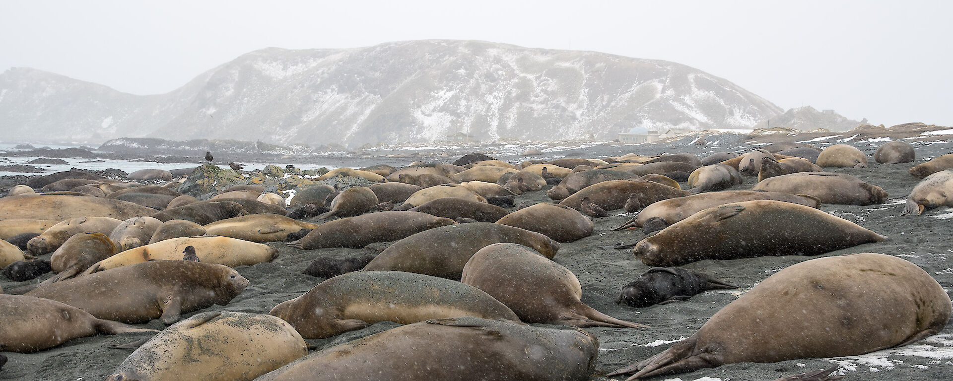 A large elephant seal harem with around 50 adult females and 30 pups lie on the beach in the snow.