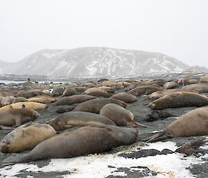 A large elephant seal harem with around 50 adult females and 30 pups lie on the beach in the snow.