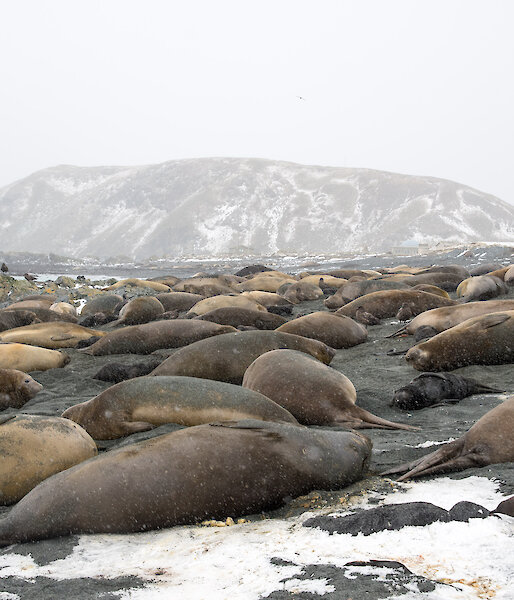 A large elephant seal harem with around 50 adult females and 30 pups lie on the beach in the snow.