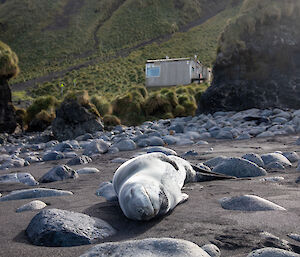 A small leopard seal lying on the beach in the sunlight. The Hurt Point field hut is in the distance.