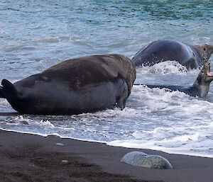 2 large male elephant seals chase a leopard seal back into the water. The leopard seal has its mouth wide open showing some very sharp teeth.