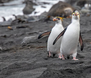 Two male Royal Penguins walking up the beach towards the photographer.