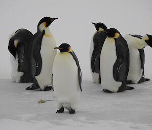 Emperor penguins