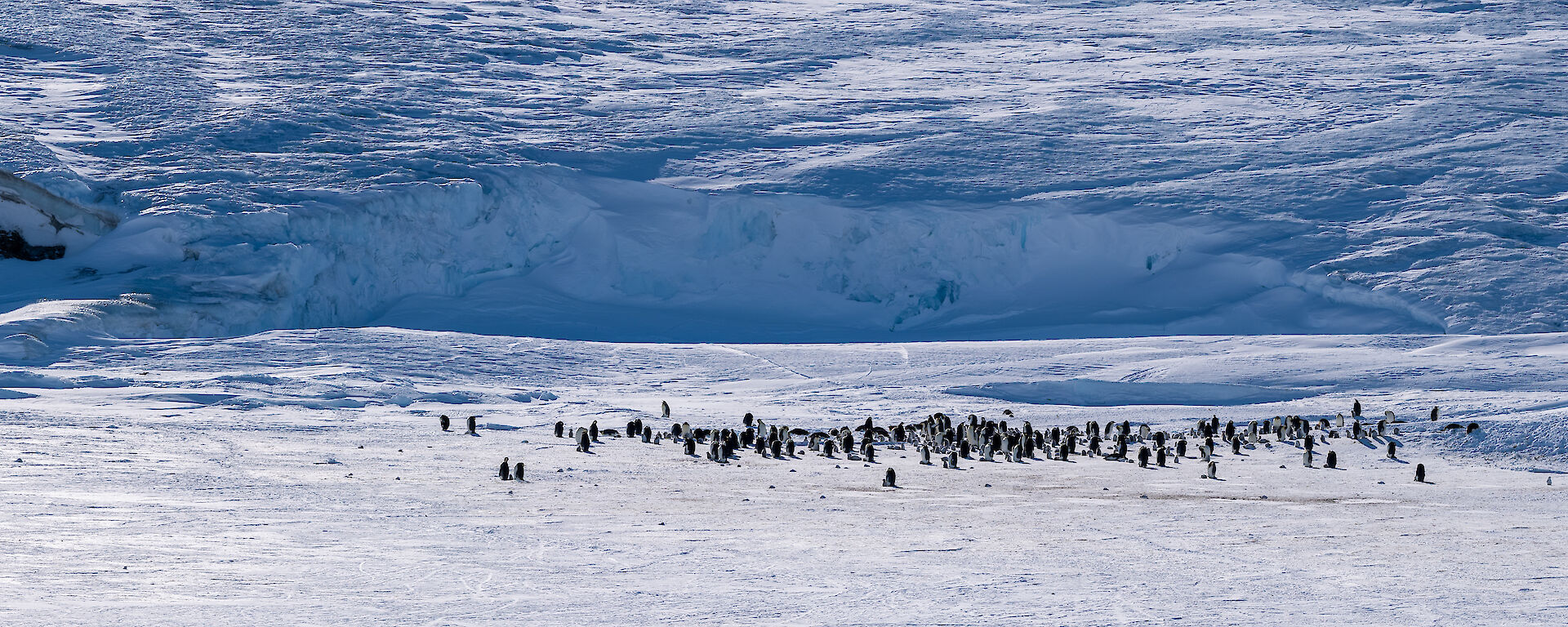 Panaromic photo of an emperor penguin rookery