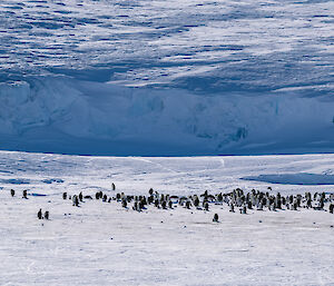 Panaromic photo of an emperor penguin rookery