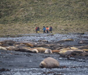 A group of elephant seals in the foreground with the Search and Rescue team further down the beach in the distance