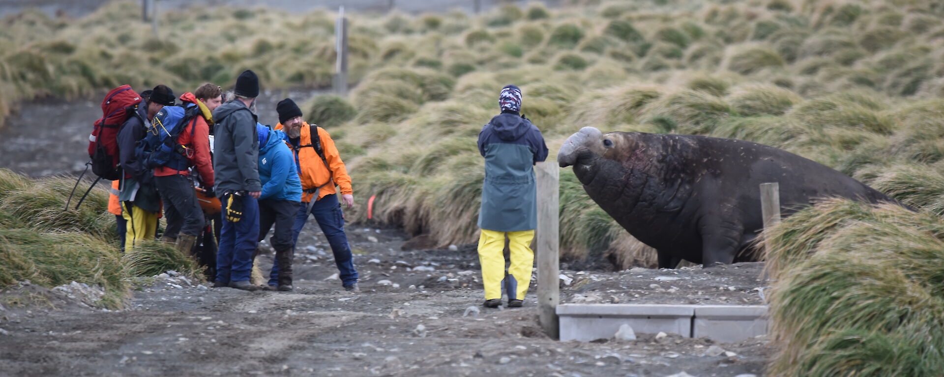 A large male elephant seal on the beach looks on as the team walks past on the track