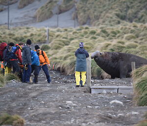 A large male elephant seal on the beach looks on as the team walks past on the track