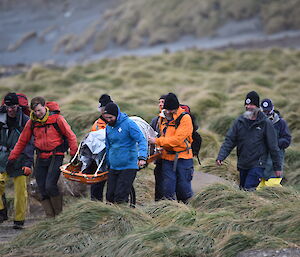 The Search and Rescue team conduct a stretcher carry though the tussocks