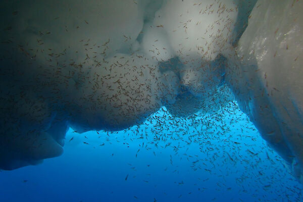 Underwater view looking up to krill swarm under ice and back lit blue water