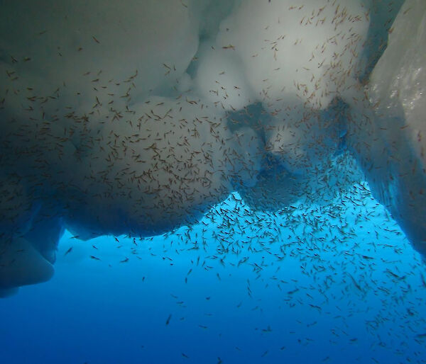 Underwater view looking up to krill swarm under ice and back lit blue water