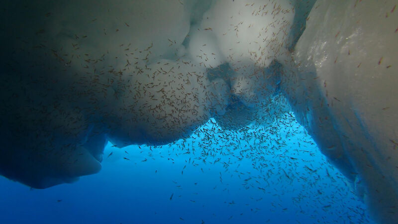 Underwater view looking up to krill swarm under ice and back lit blue water