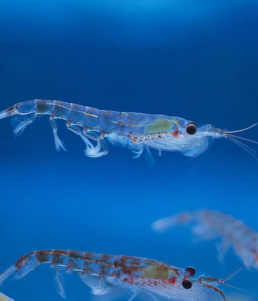 Krill swimming in blue water
