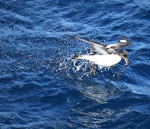 Antarctic petrel catching krill