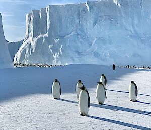 Six penguins stand close by with a large iceberg in the background