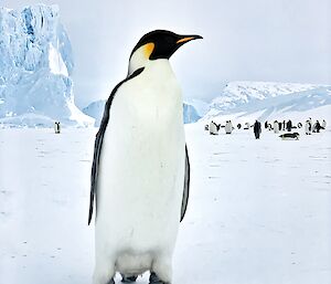 An emperor penguin