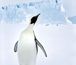 An emperor penguin with an iceberg behind