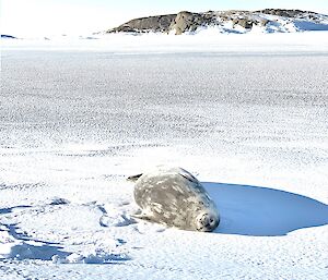 A seal lying in the middle of a frozen landscape