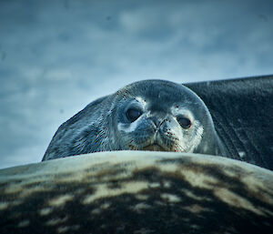 A young Weddell seal leaning on the back of its mother looking intently at the expeditioner taking the photo