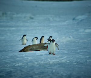 Adelie penguins making their way over the sea ice - and seals