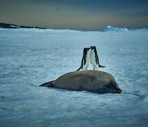Two Adelie penguins getting stroppy with each other with a Weddell seal in the foreground