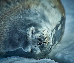 A large Weddell seal sleeping on the sea ice