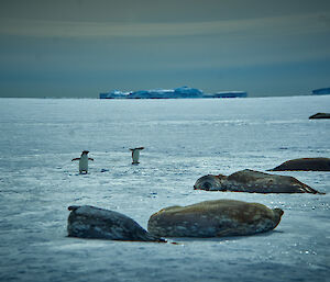 Weddell seals and pups line up next to a tide crack with Adelie penguins