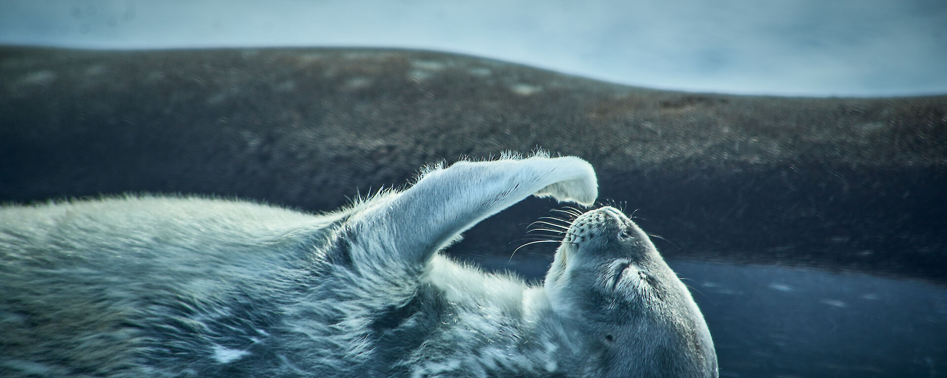 A cute Weddell seal pup scratching its chin