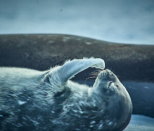 A cute Weddell seal pup scratching its chin