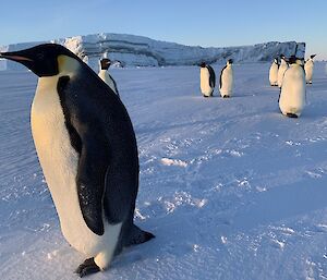 Emperor penguin walks very close to camera with others in the background