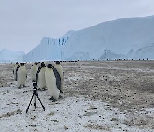 A small group of emperor penguins gather around a GoPro on the ground