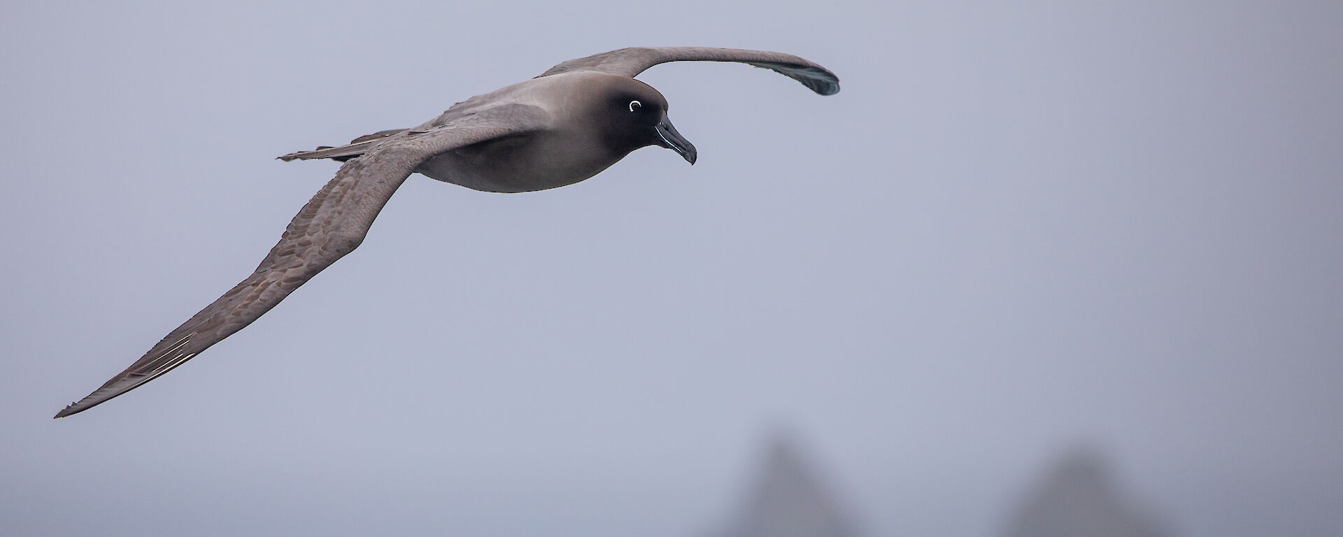 A light-mantled albatross in flight with two rocky outcrops in the distance