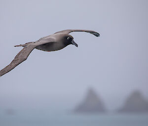 A light-mantled albatross in flight with two rocky outcrops in the distance