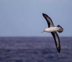 A black-browed albatross in flight above the sea
