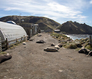 A group of elephant seal weaners lying around on the station