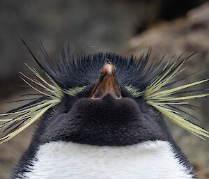 A close up head shot of a rockhopper penguin with its eyes closed