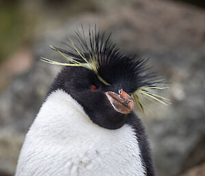 A close up of a rockhopper penguin