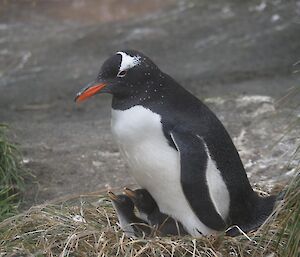 Two baby penguin twins sitting at their parent's feet