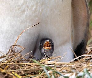 A tiny gentoo penguin head popping out of the feet of its parent