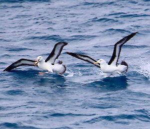 Two black-browed albatross in the sea, one holding a fish