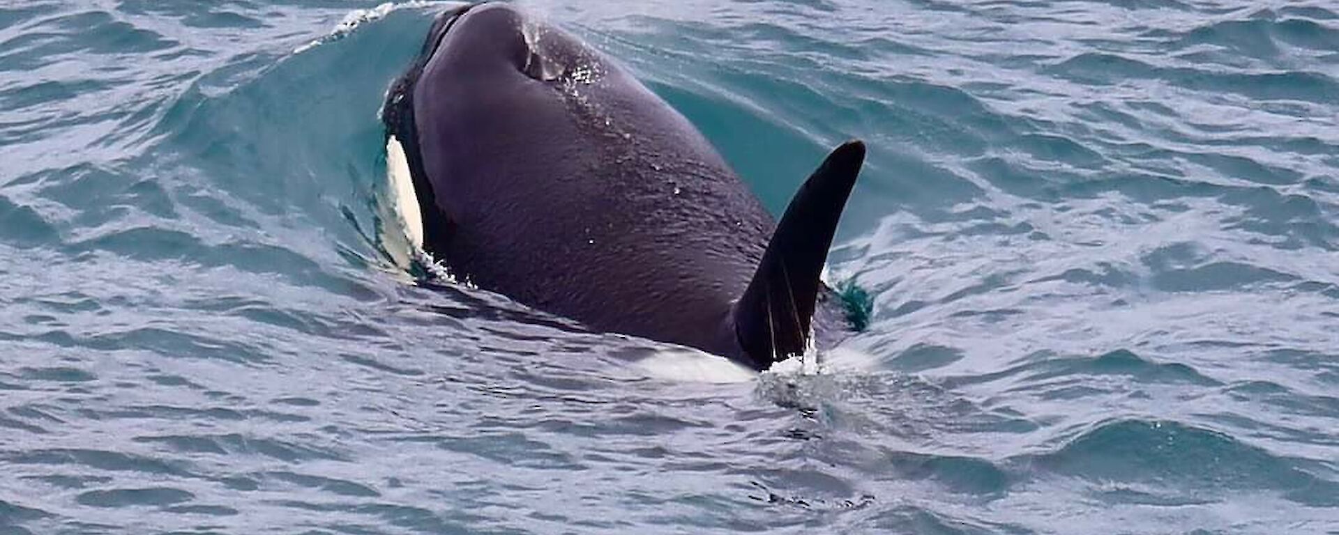 An orca in the water with water coming out of its blowhole