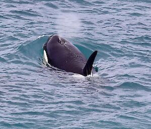An orca in the water with water coming out of its blowhole